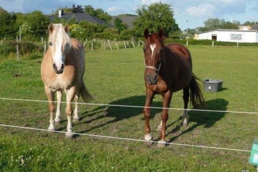 Toms Hütte in Bohmstedt - foto 15