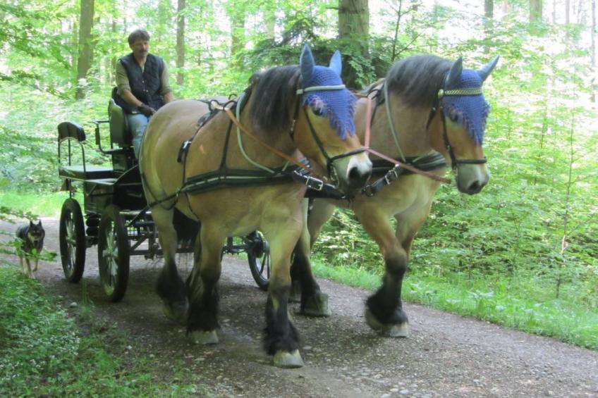 Tieroase Grünegg - foto 5