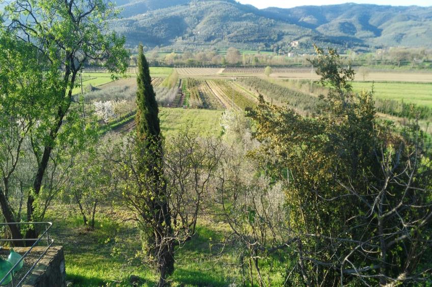 Tillia - foto 10