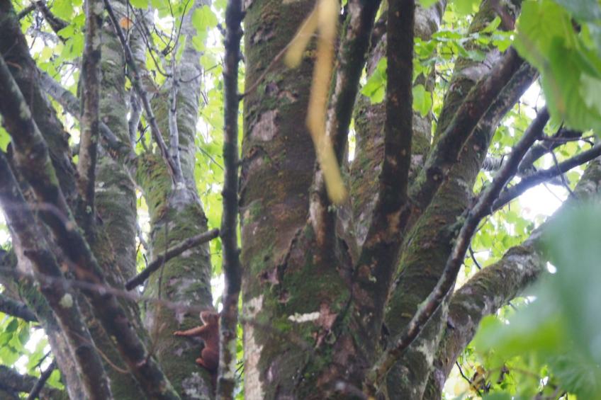 Le Bois aux Ecureuils (Eichhörnchenwald) - foto 35