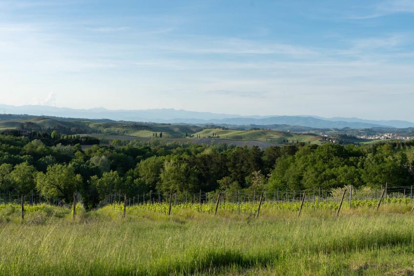 Oliva - foto 47