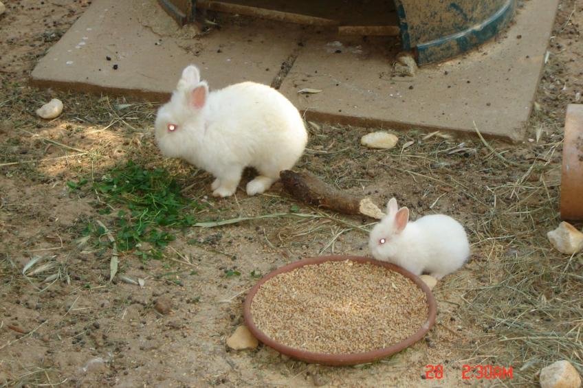 mit großer Terrasse - foto 26