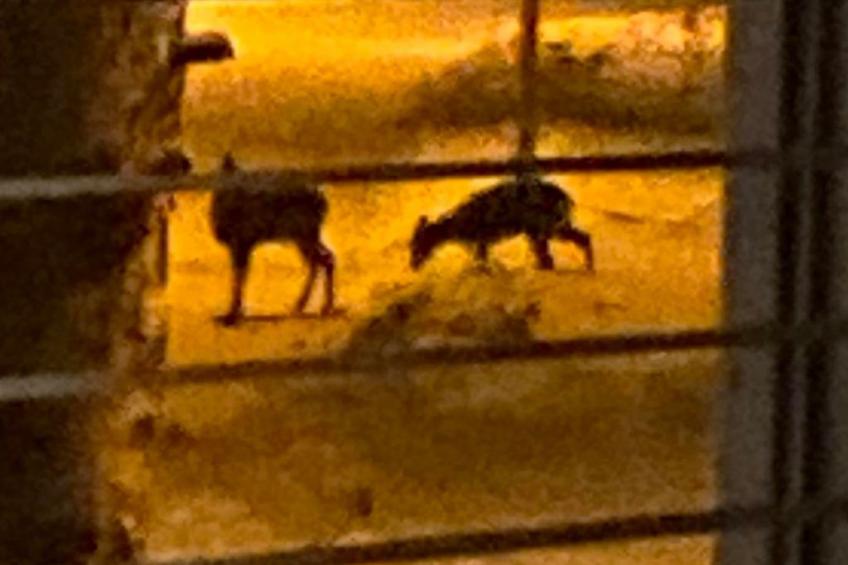 Schöne große "Villa Stolle" 9 Personen 2 Bäder - foto 31