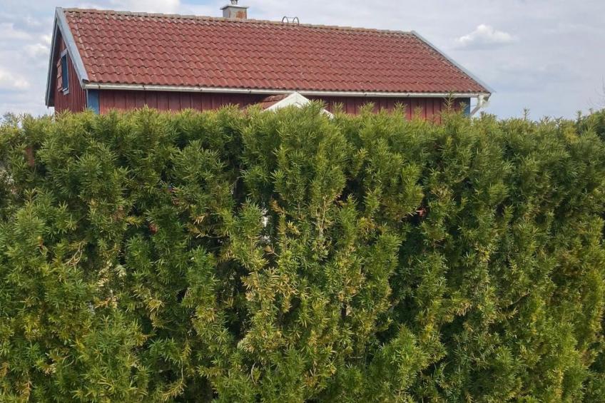 Blombacker - foto 52