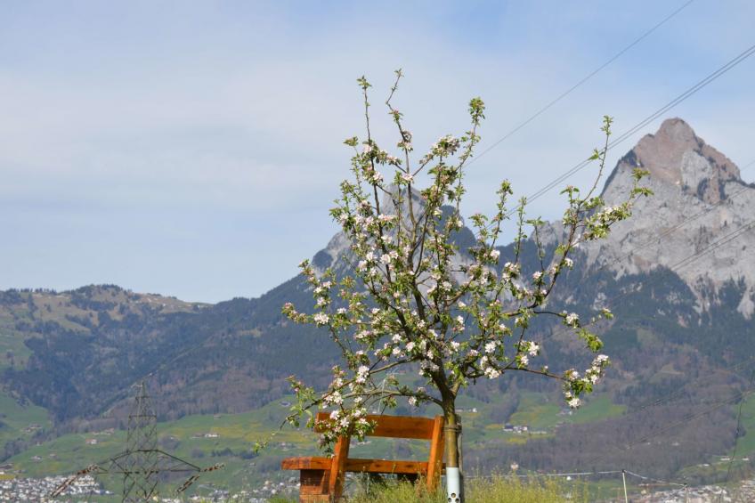 Stockli - Brunnen, (Brunnen). - foto 6