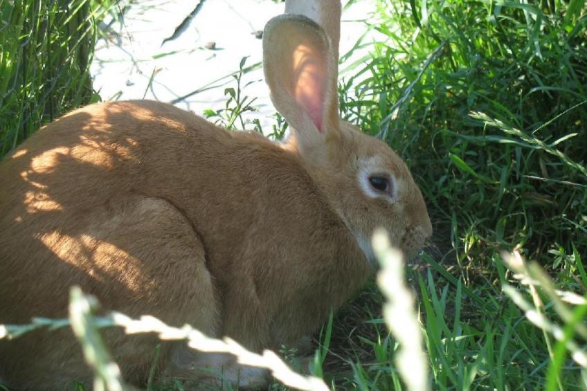 Unterkunft auf dem Bauernhof "La printanière" (Die Frühlingsfrau) - foto 27