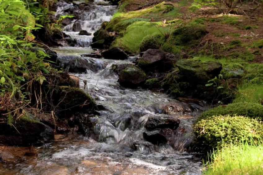 Bayerischer Wald - foto 28