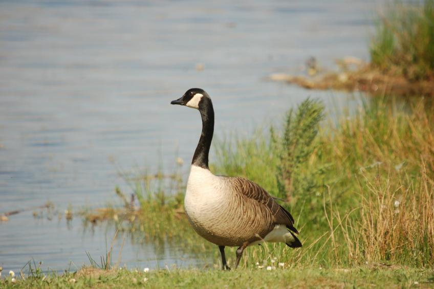 Bungalow 27 - foto 34