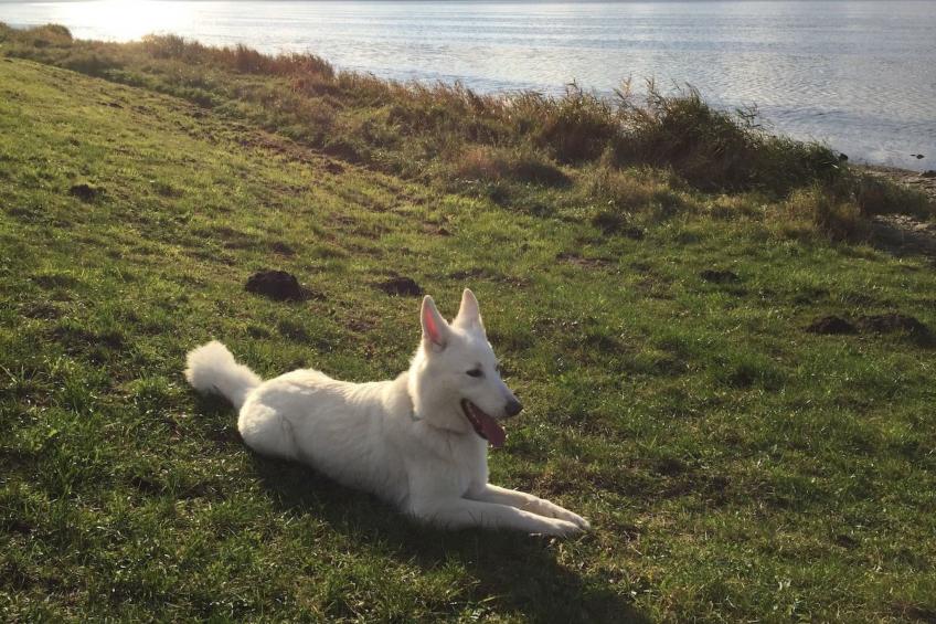 Komfortable Ferienwohnung in Waase - foto 21