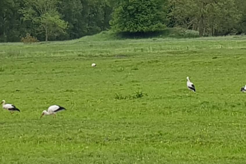 Beim Bracksee - foto 23