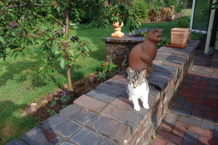 in ruhiger Lage am Waldrand - foto 16