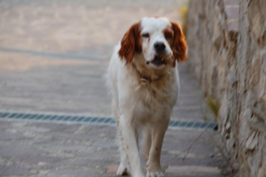 'Giulia' mit Terrasse - foto 3