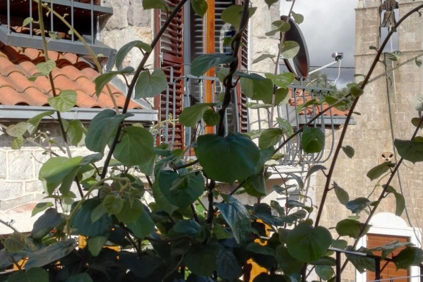 Villa Viktoria - foto 20