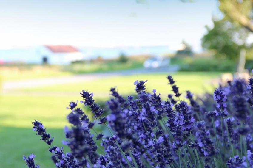 "Rina" - 30m to the inlet in The Liim Fiord - foto 21