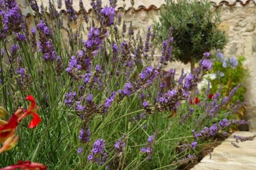 SCHÖNES STUDIO MIT GARTEN FÜR 2 IM DORF - foto 30