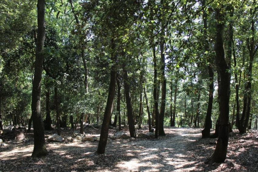 Kirschbäume, eine Oase im Wald zwischen Meer und Natur - foto 13