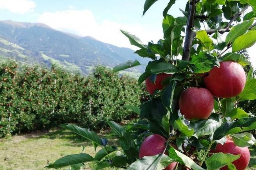 mit Terrasse auf einem Bauernhof - foto 17