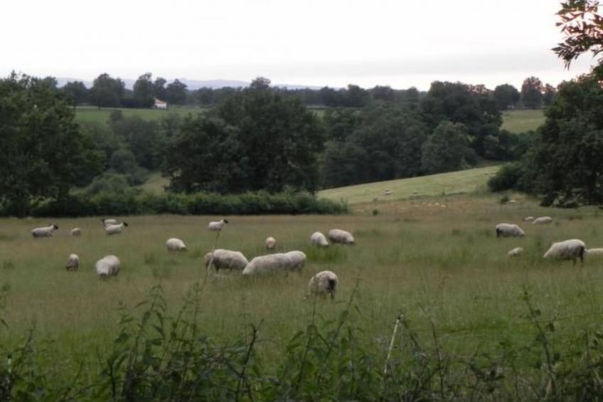 Les Belins - foto 13