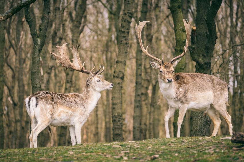 Duinresort Dunimar 3 - foto 30