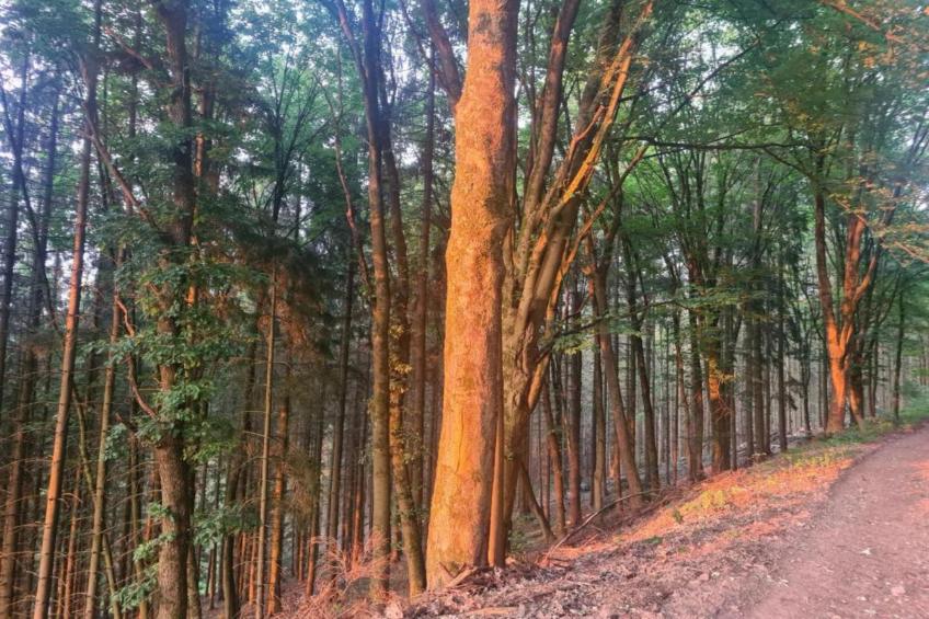 Sonnenschein - foto 33