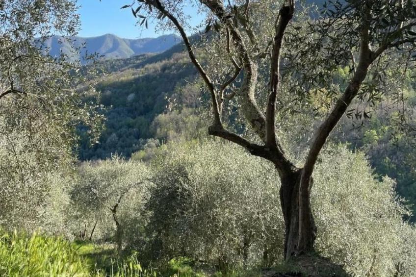 CASA SISSI, Sehnsuchtsort zwischen Olivenhainen - foto 22