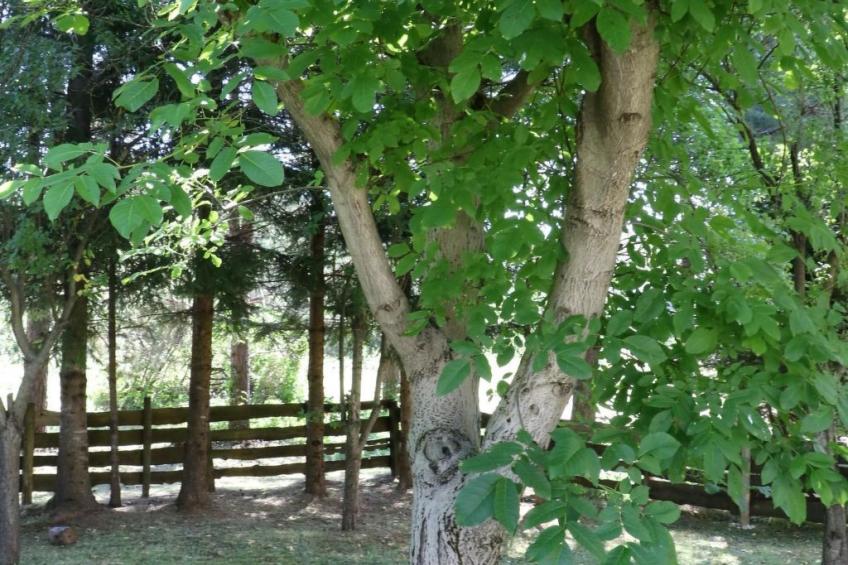 mit Garten, Grill und Terrasse - foto 12