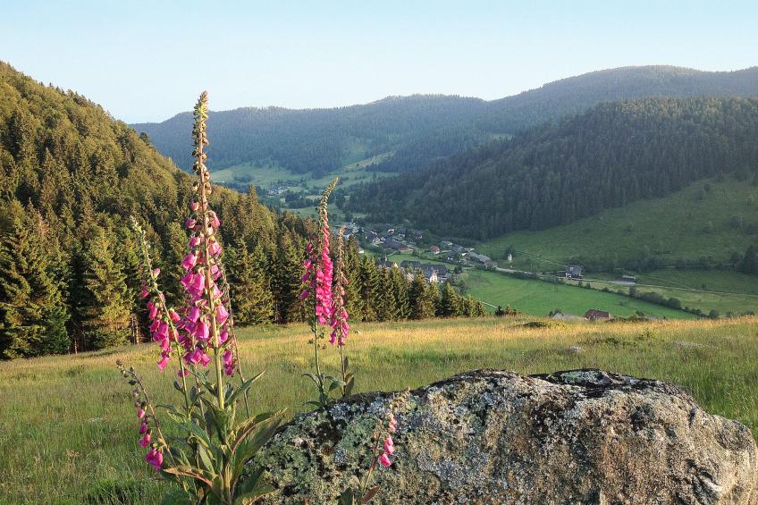 Haus Maria Hochschwarzwald, Garten umzäunt, Waldrand, Hunde willkommen - foto 24