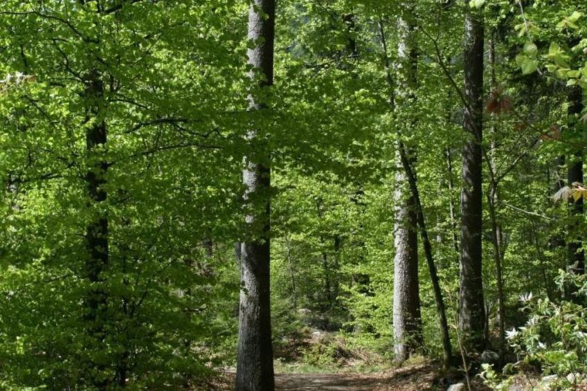 Fewo mit Herz - foto 36