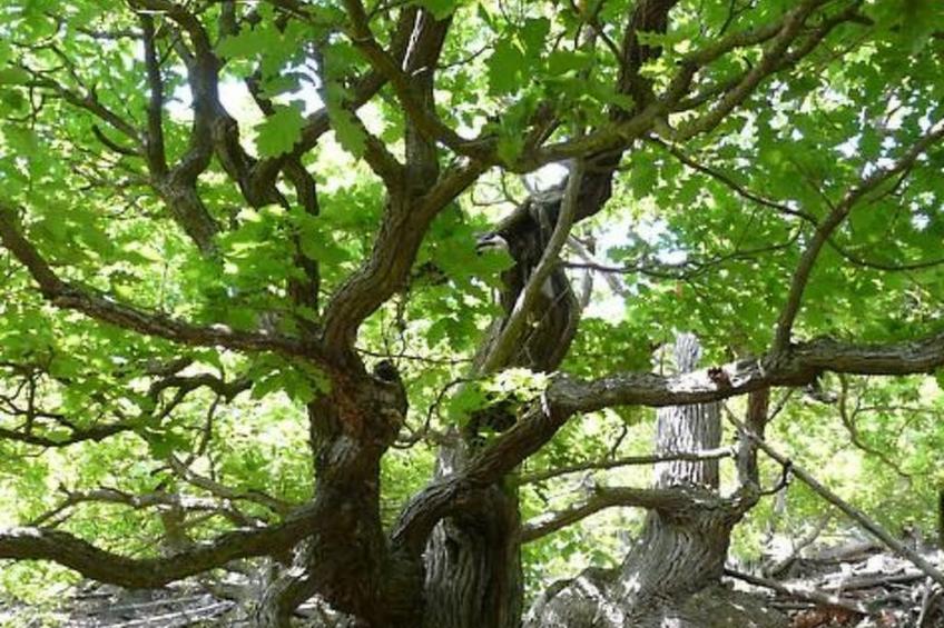 Ederseeblick in Bringhausen am Edersee - foto 28