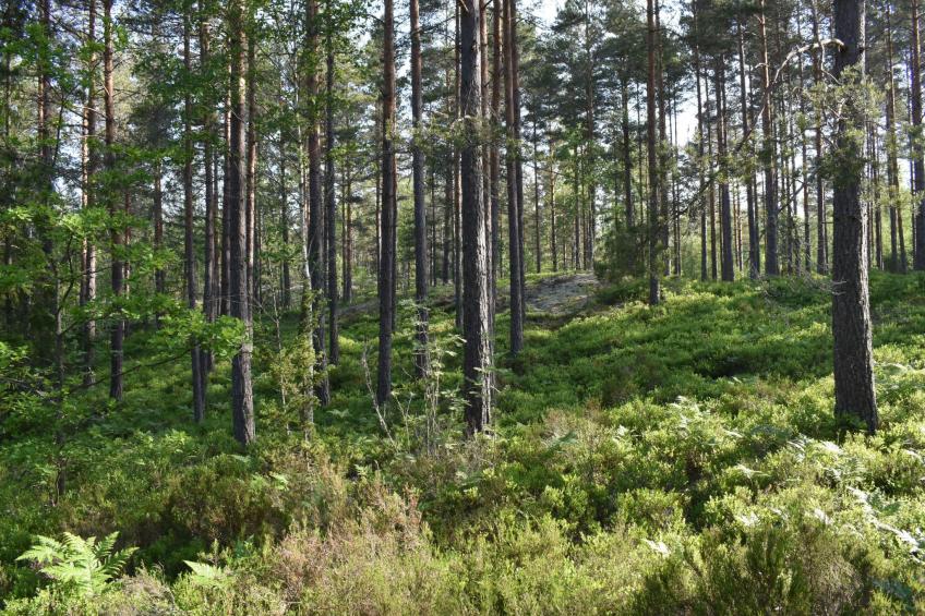 Typisch schwedisches Ferienhaus mit Garten - foto 36