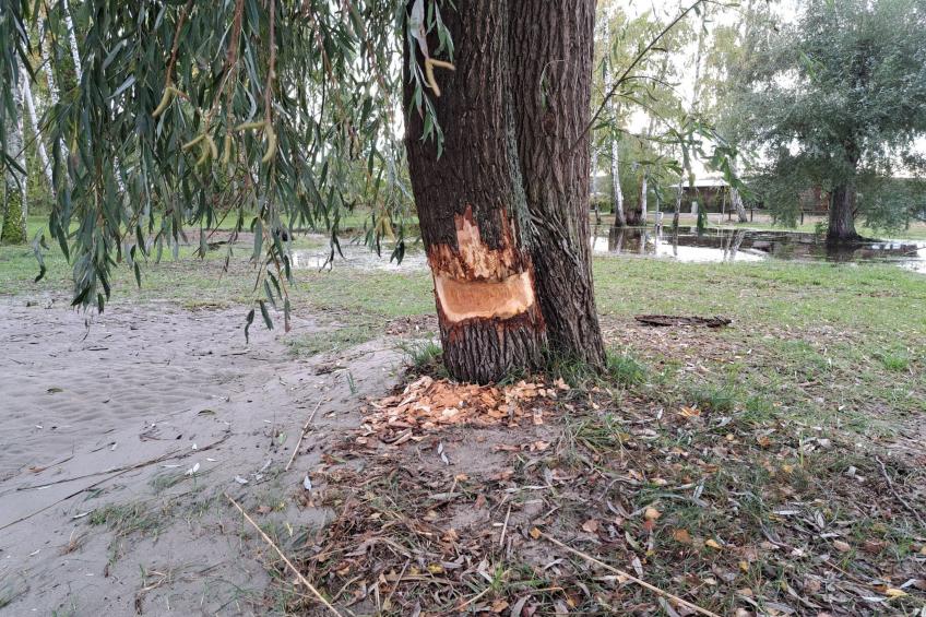 mit Terrasse mitten im Grünen - foto 25