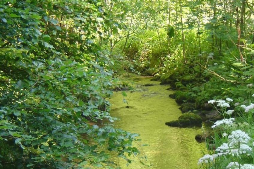 Fewo Altes Schulhaus - foto 24