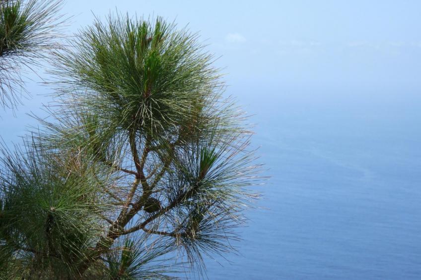 Ruhige Finca Topo del Drago mit Meerblick - foto 41