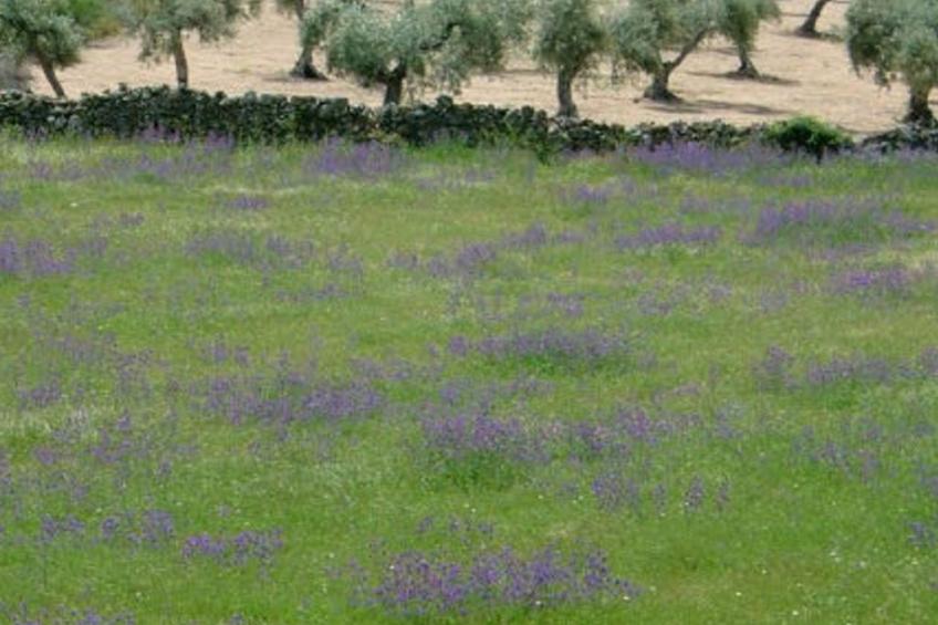 Das Cortijo auf der Finca al-manzil - foto 28