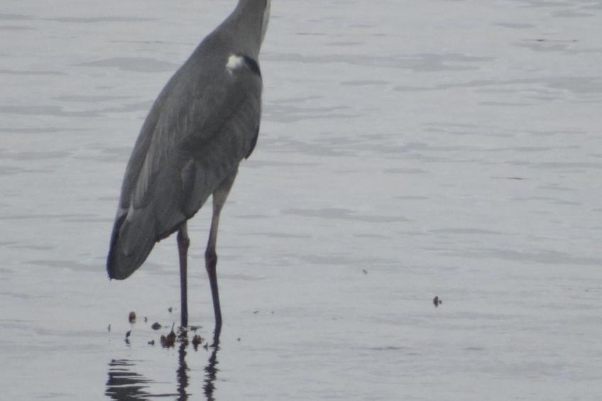 Gîte de la pointe - foto 20