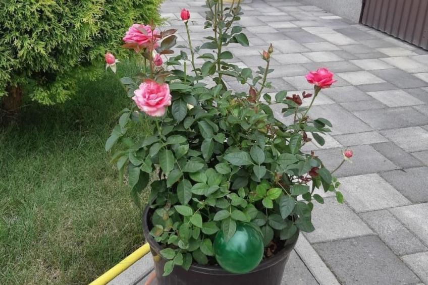 in Bük im Parterre mit Garten - foto 16