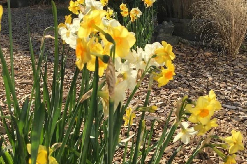 Ruhige Wohnung in Risum mit Garten und Terrasse - foto 22