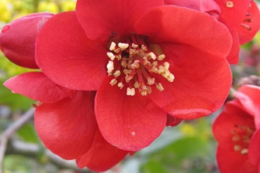 Fewo "Aal Obstbeem" - foto 9