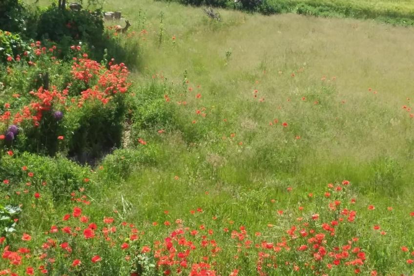 Schmetterling - foto 33