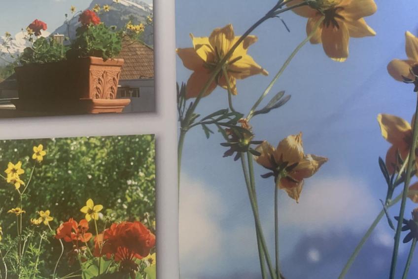 Gartenstudio "Belle Vue" - foto 6