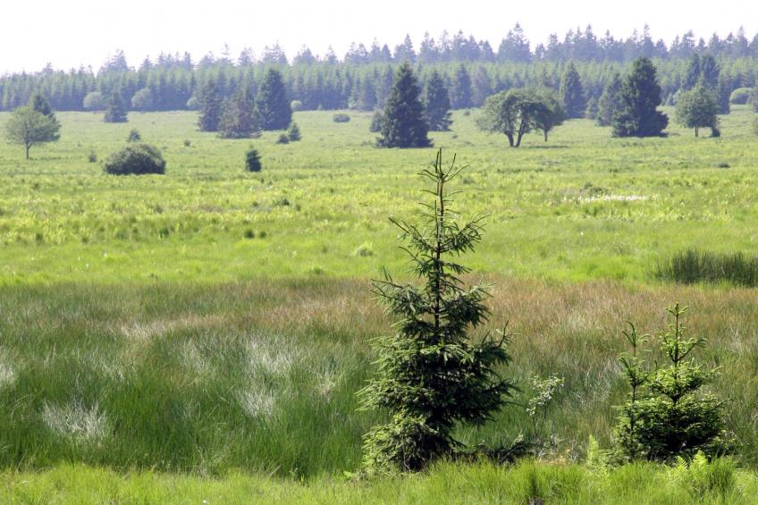 Hautes Fagnes - foto 25