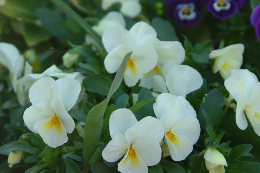 Apartment Le Jardin mit Privatparkplatz - foto 29