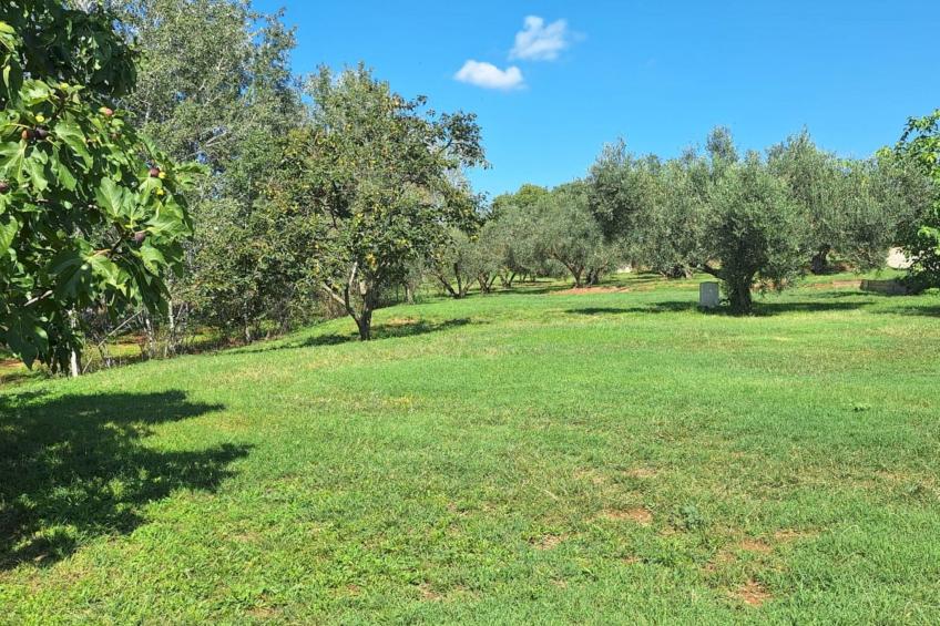 Finca el Olivar - foto 26