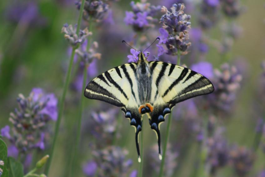 Haus "l'Ecurie" mit Terrasse und Garten - foto 24
