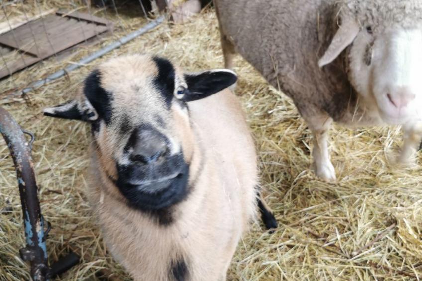 Scheunen Nest - foto 18