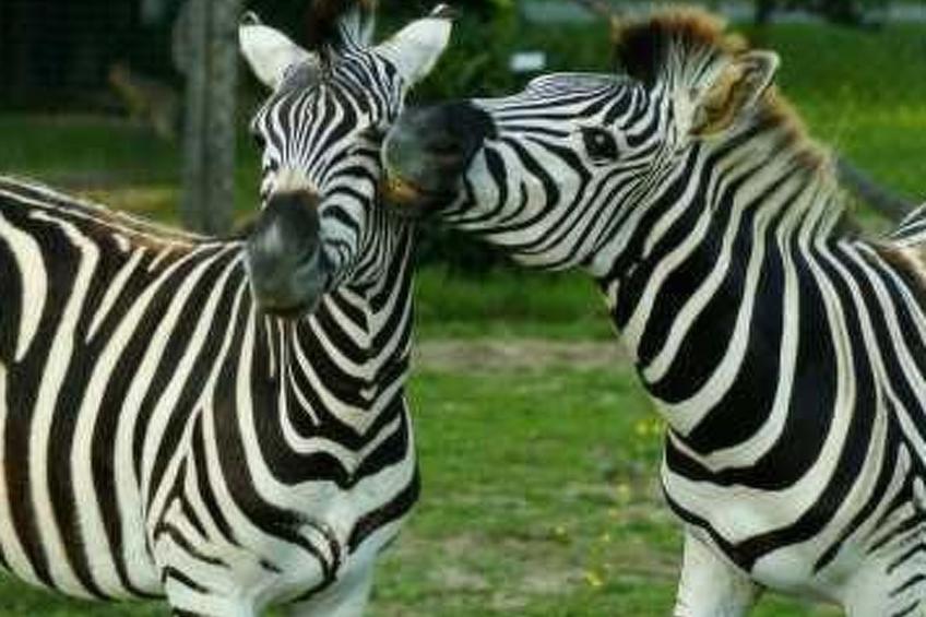 Urlaub in der Natur! - foto 31