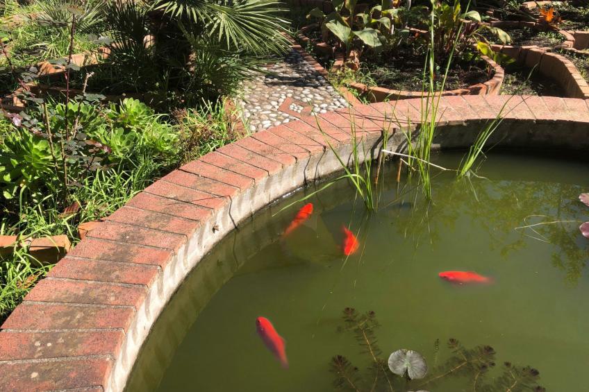 Die Orange und der Goldfisch - foto 16