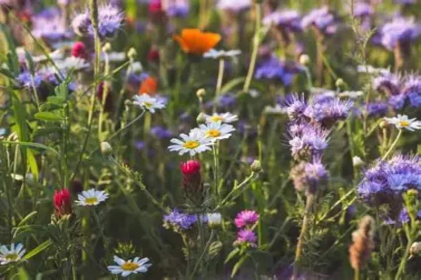 Vakantiehuis, Wieda - foto 23