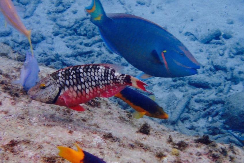 Wohnung in Cas Grandi mit Schönem gemeinsamem Pool - foto 35