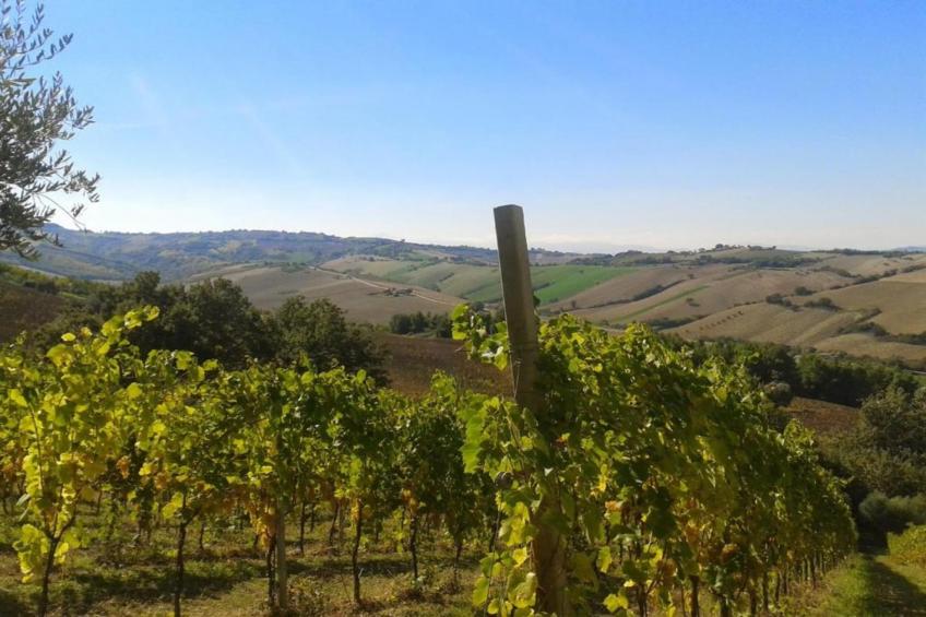 Olio - foto 23